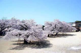 真鍋小.jpg